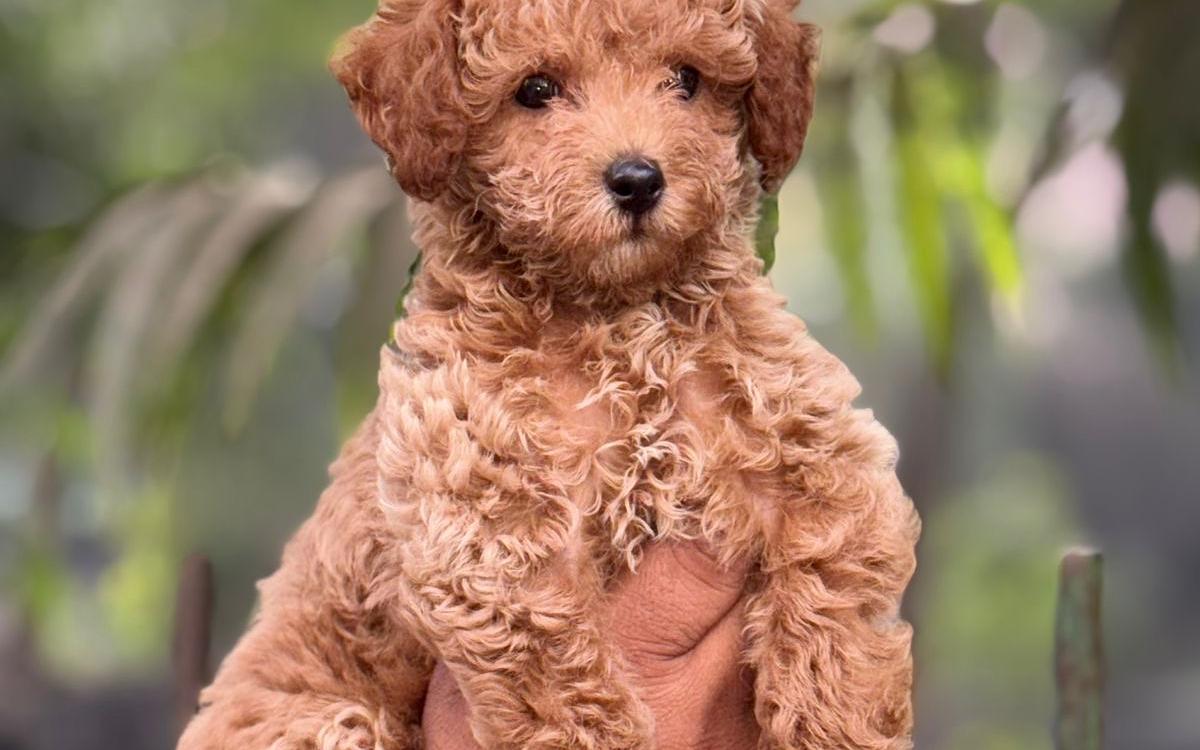 Fancy Paws Best Dog in Delhi NCR