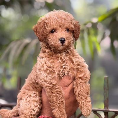 Fancy Paws Best Dog in Delhi NCR