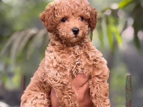 Fancy Paws Best Dog in Delhi NCR