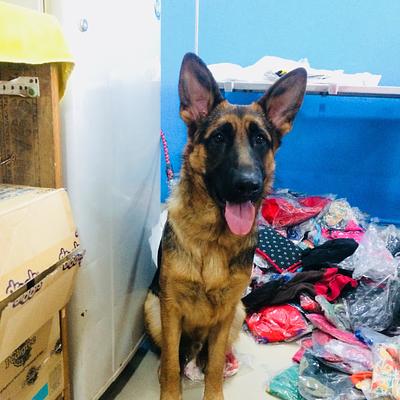 Star Pets | Grooming & Pet Shop