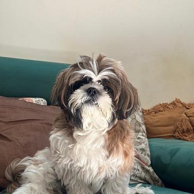 Fancy Paws Best Dog in Delhi NCR
