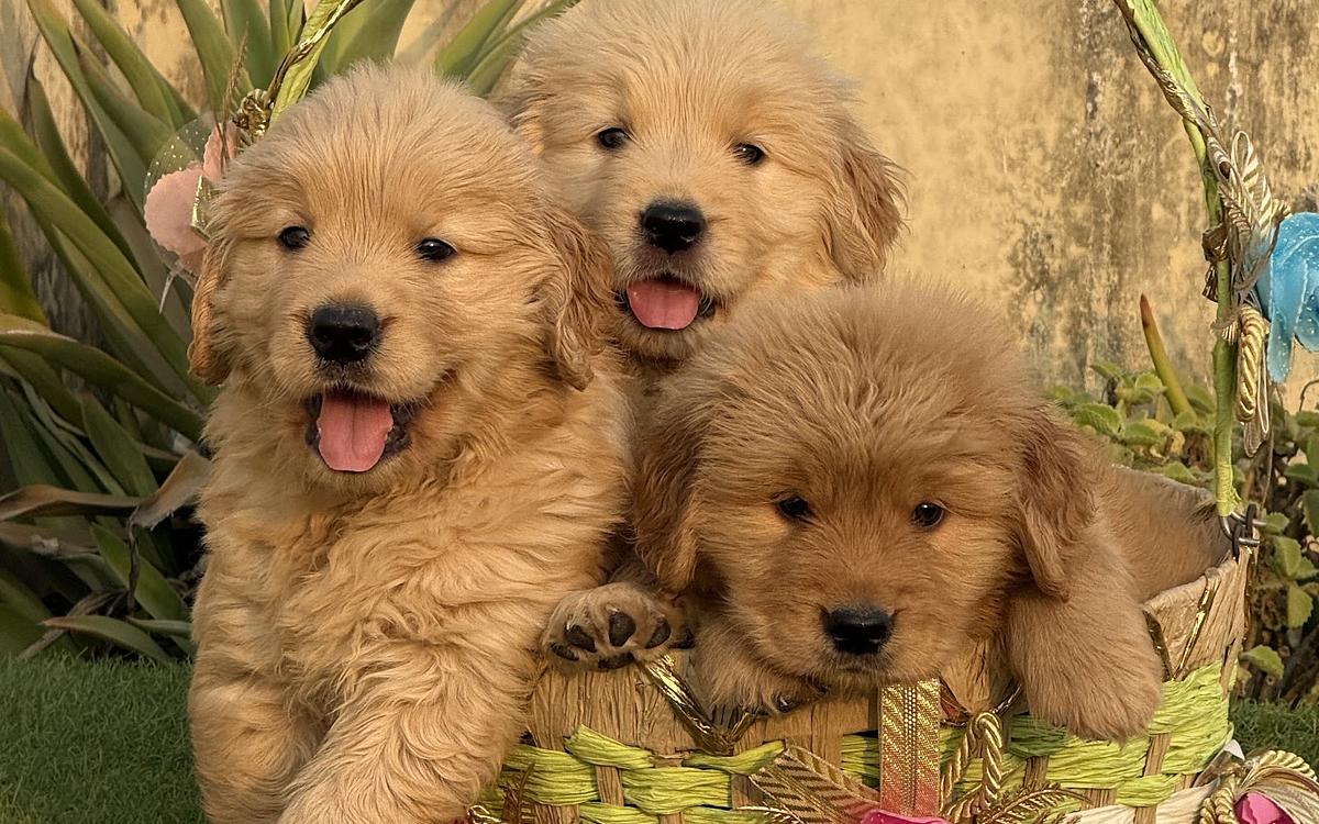 Amaira Pet Shop.