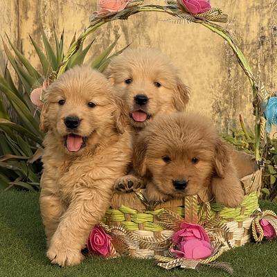 Amaira Pet Shop.