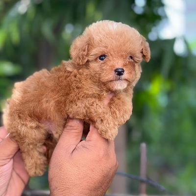 Fancy Paws Best Dog in Delhi NCR