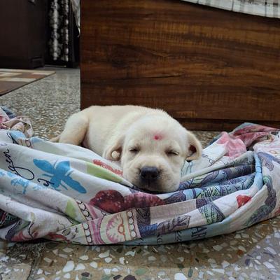 Amaira Pet Shop.