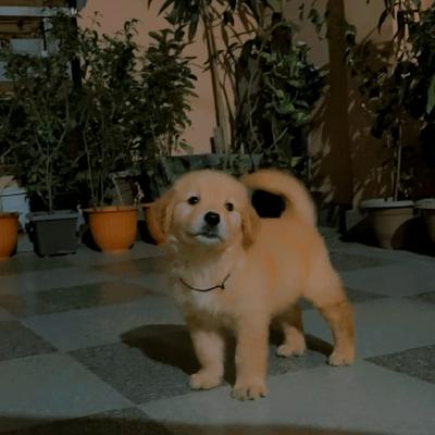 Amaira Pet Shop.