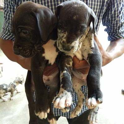 Gurgaon Dog Kennel And Petshop