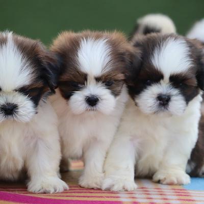 Amaira Pet Shop.