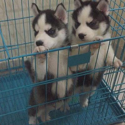 Gurgaon Dog Kennel And Petshop