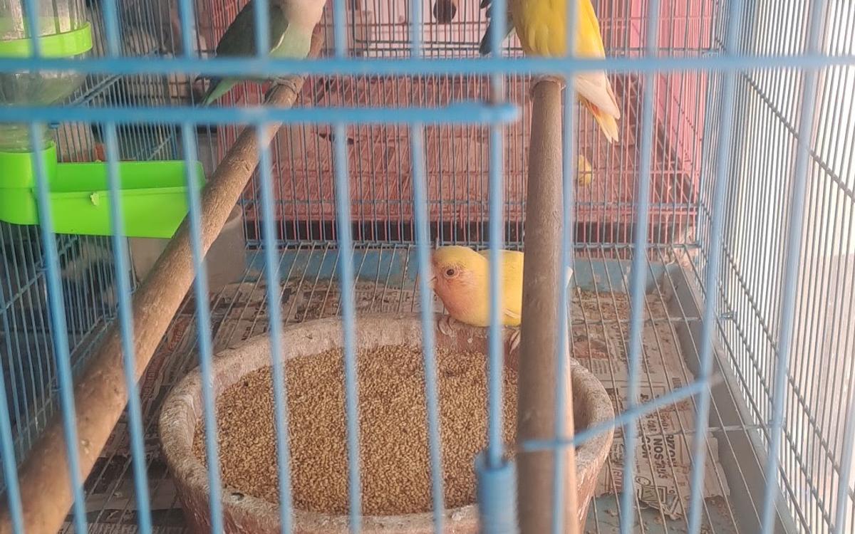 Himalaya Pet Shop Puppies : Birds : Fish : Rabbit ; Hamster ; Guinea pig ; Rat ; Cat ; Parrot ; Aquarium are available