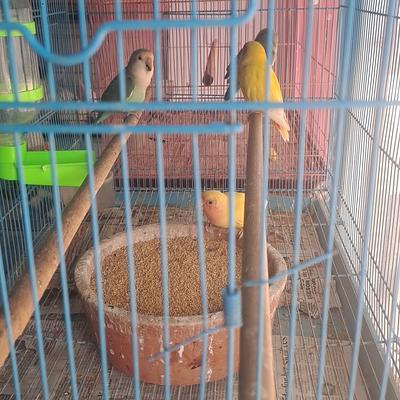 Himalaya Pet Shop Puppies : Birds : Fish : Rabbit ; Hamster ; Guinea pig ; Rat ; Cat ; Parrot ; Aquarium are available