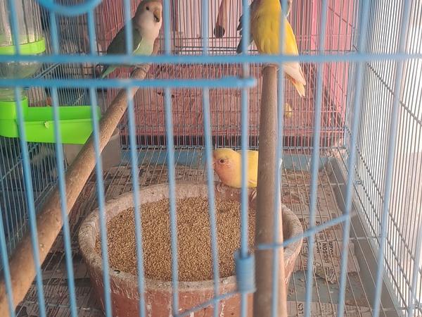 Himalaya Pet Shop Puppies : Birds : Fish : Rabbit ; Hamster ; Guinea pig ; Rat ; Cat ; Parrot ; Aquarium are available