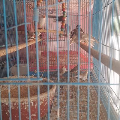 Himalaya Pet Shop Puppies : Birds : Fish : Rabbit ; Hamster ; Guinea pig ; Rat ; Cat ; Parrot ; Aquarium are available