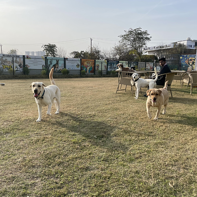Furrvy - Pet Boarding, Daycare & Grooming | Sector 58, Gurugram