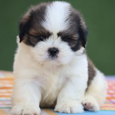 Amaira Pet Shop.