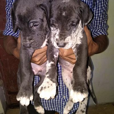 Gurgaon Dog Kennel And Petshop