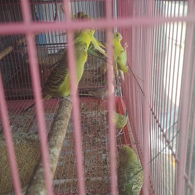 Himalaya Pet Shop Puppies : Birds : Fish : Rabbit ; Hamster ; Guinea pig ; Rat ; Cat ; Parrot ; Aquarium are available