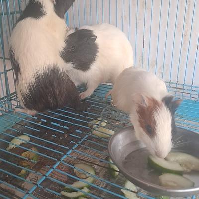 Himalaya Pet Shop Puppies : Birds : Fish : Rabbit ; Hamster ; Guinea pig ; Rat ; Cat ; Parrot ; Aquarium are available