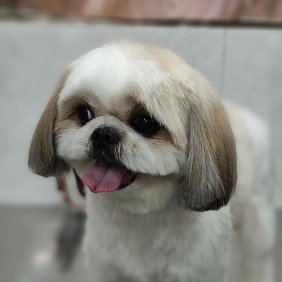 Pets Empire | Best Pet Food Shop & Pet Grooming Salon in Manesar | Pet Store Dog, & Cat Accessories Shop in Manesar Gurugram