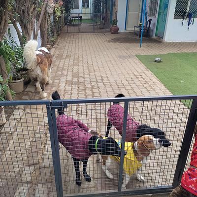Furrvy - Pet Boarding, Daycare & Grooming | Sector 27, Gurugram