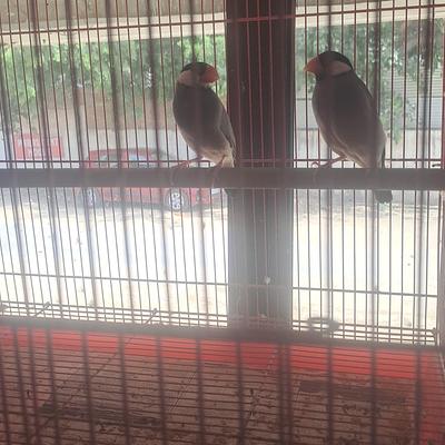 Himalaya Pet Shop Puppies : Birds : Fish : Rabbit ; Hamster ; Guinea pig ; Rat ; Cat ; Parrot ; Aquarium are available