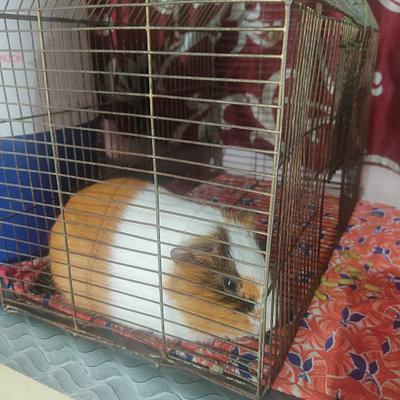 Fish pets & birds zone