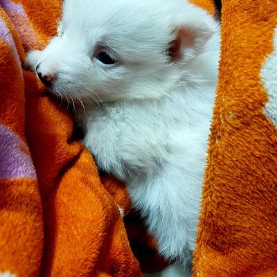 Mahakal pet shop