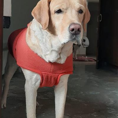 Petresort : Pet Grooming & Boarding