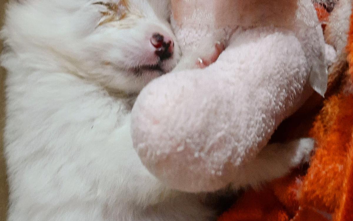 Mahakal pet shop