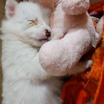 Mahakal pet shop