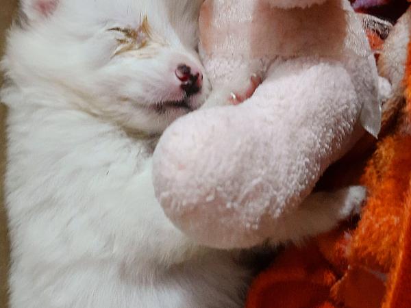 Mahakal pet shop