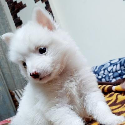 Mahakal pet shop