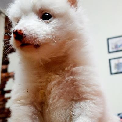 Mahakal pet shop