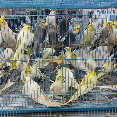 Pari Pet Point