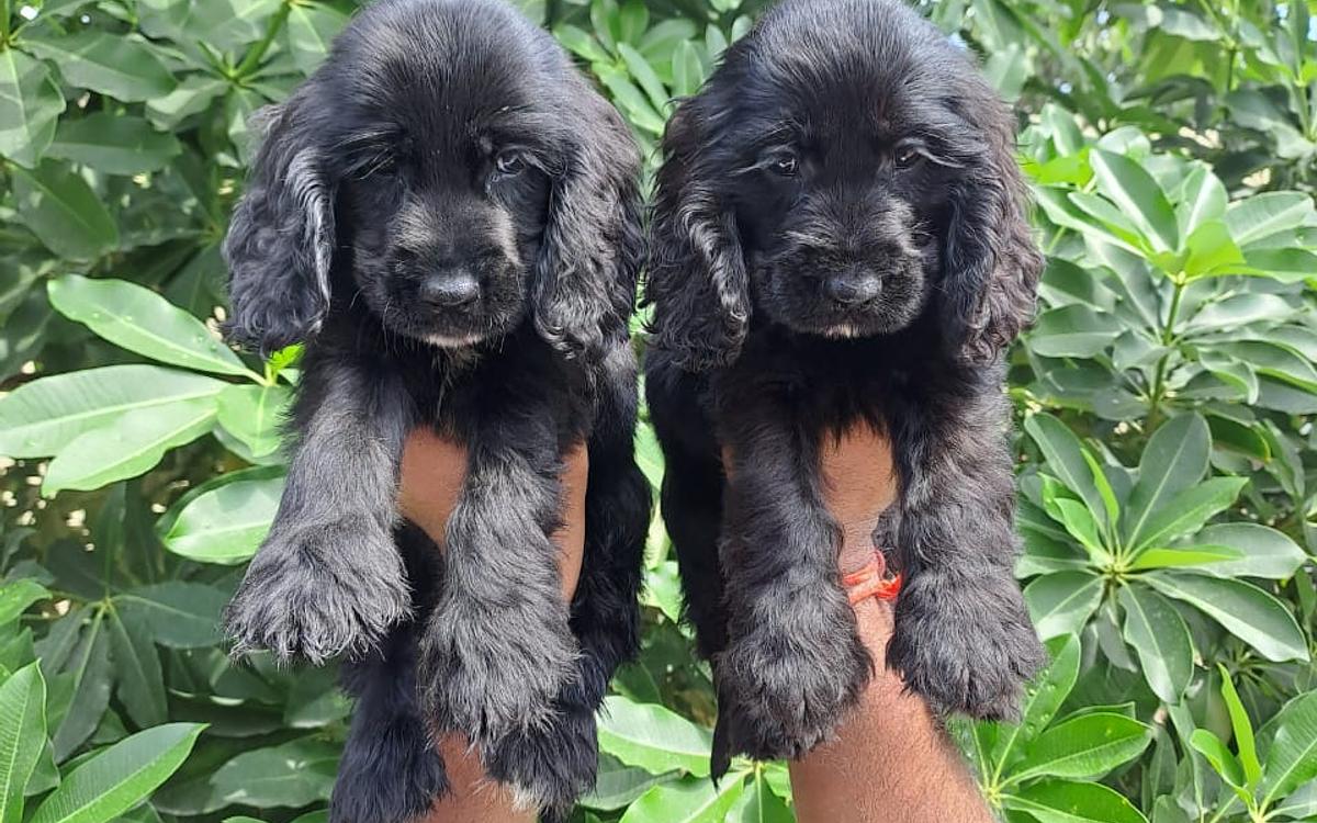 Balaji Pet Shop