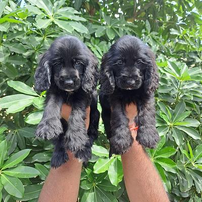 Balaji Pet Shop
