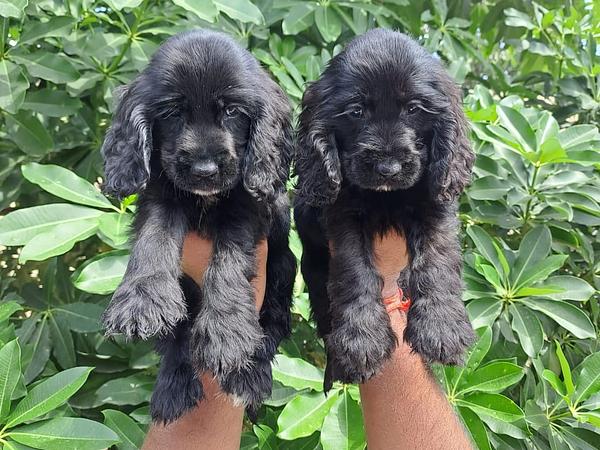 Balaji Pet Shop