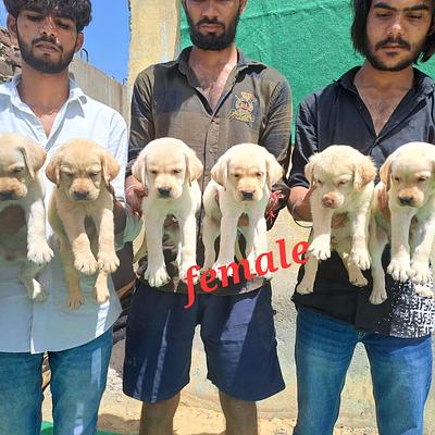 Balaji Pet Shop