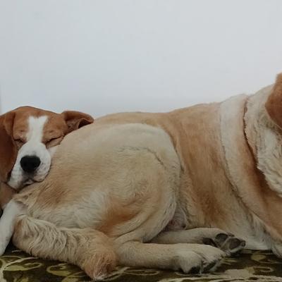 Petresort : Pet Grooming & Boarding