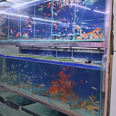 Pari Pet Point