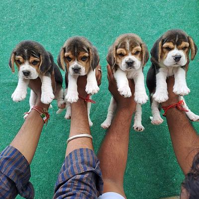 Balaji Pet Shop