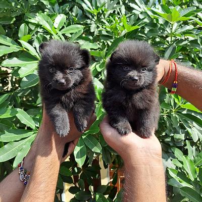 Balaji Pet Shop