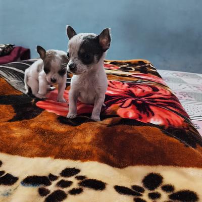 Pari Pet Point