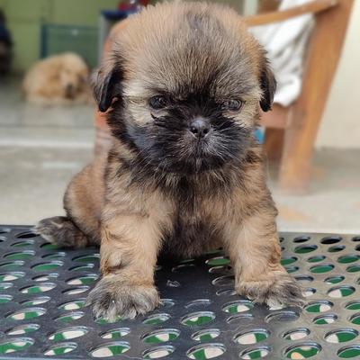 Balaji Pet Shop