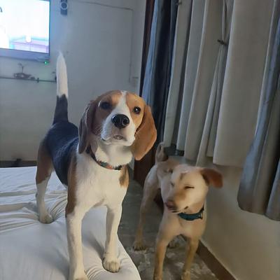 Petresort : Pet Grooming & Boarding