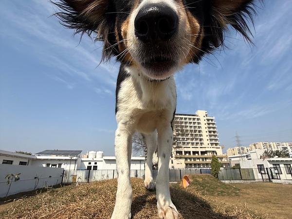 Elsa’s Dog Park & Cakery