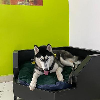 Furrvy - Pet Boarding, Daycare & Grooming | Sector 27, Gurugram
