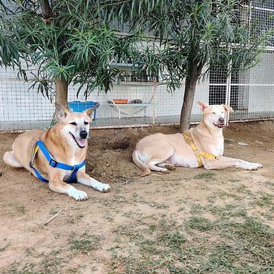 Tail Club