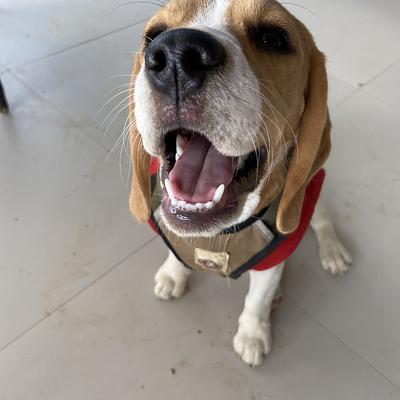 Elsa’s Dog Park & Cakery