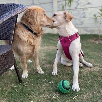 Elsa’s Dog Park & Cakery